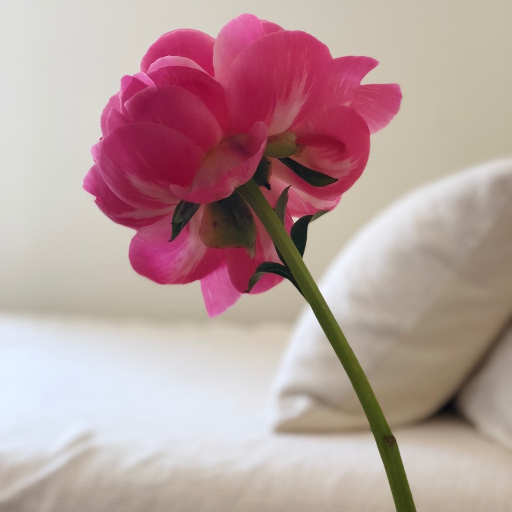 Meet your Posher, Ursula